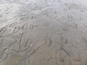 120,000 year-old footprints after a recent rain in Lake Natron