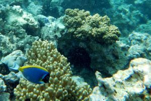 Scuba Diving in Zanzibar