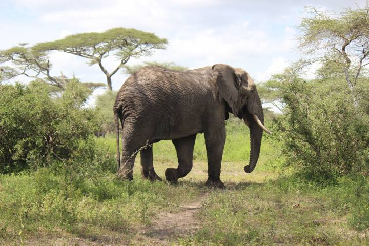 Tanzania Safari Elephante
