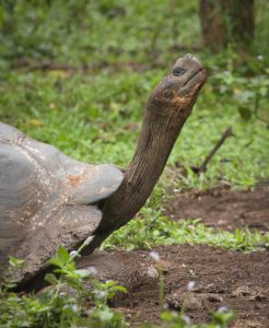 Darrell Ansted Giant Land Tortoise Stretching Its Two Foot Long Neck