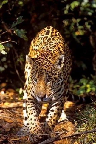 Pantanal Brazil