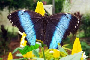 3-Day Muyuna Lodge Iquitos Amazon Lodge Excursion