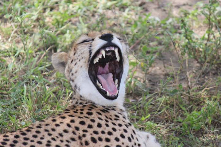 Cheetah on Tanzania Safari