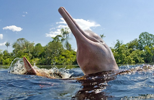 pink dolphin amazon