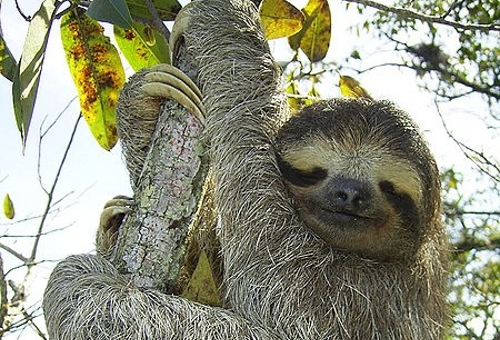 Sloth Amazon