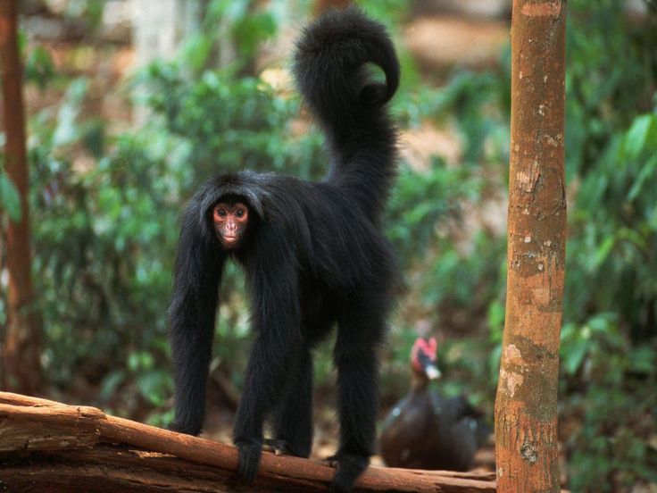 Spidermonkey