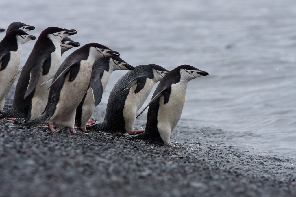 8-Day Antarctica Fly/Cruise