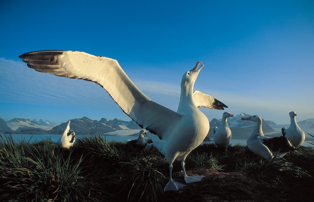 19-Day Falklands, South Georgia and Antarctica