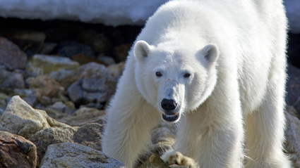8-Day Spitsbergen: Polar Bears and More!