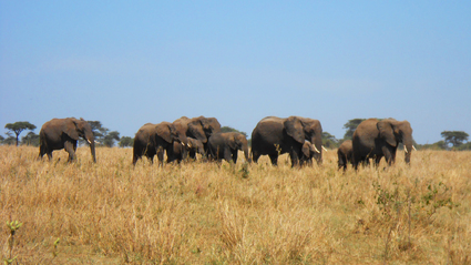 4-Day Selous National Park