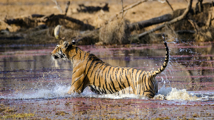 8-Day Tigers to the Taj: The Tigers of India with Khajuraho