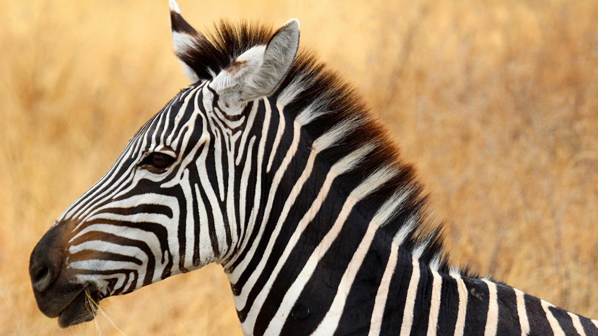 4-Day Tanzania Safari