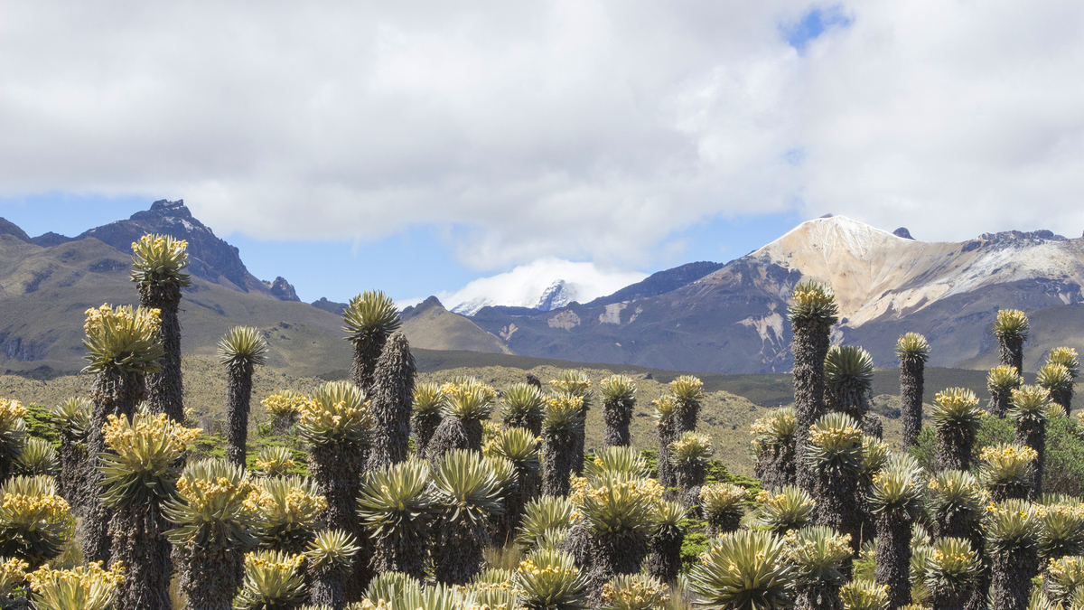 8-Day Los Nevados Trekking 