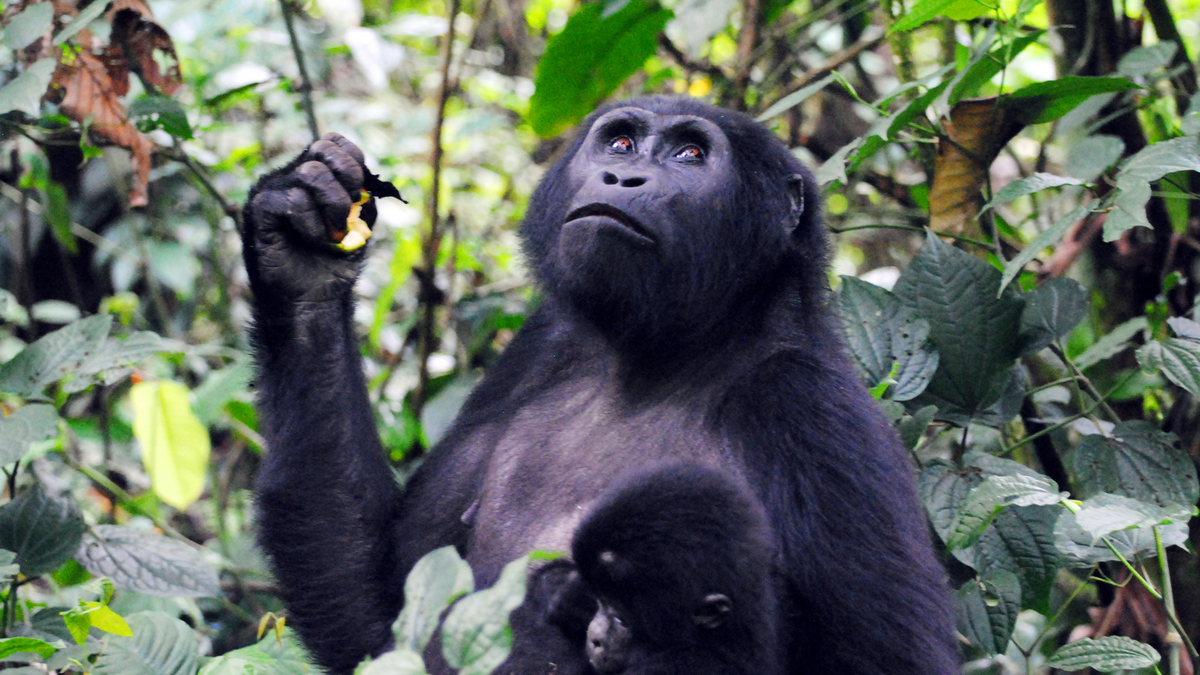 6-Day Chimps and Gorillas Express / Fly Back