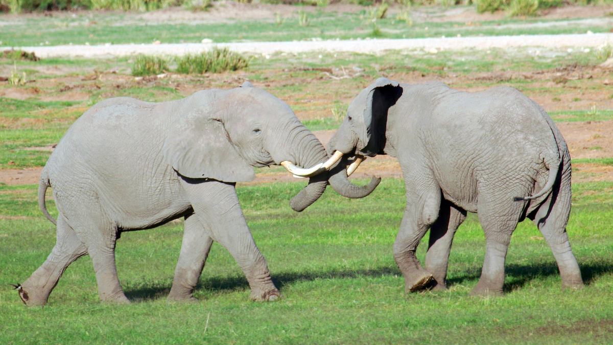 4-Day Kenya Safari to Lake Nakuru and Masai Mara