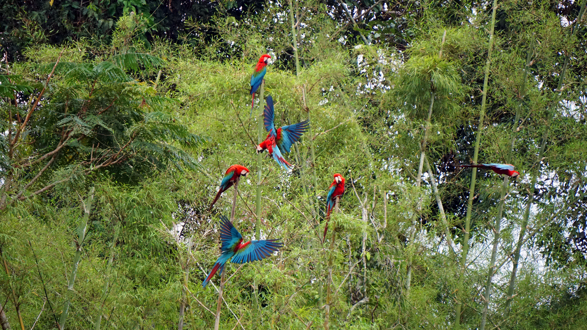 4-Day Manu Wildlife Center in the Amazon