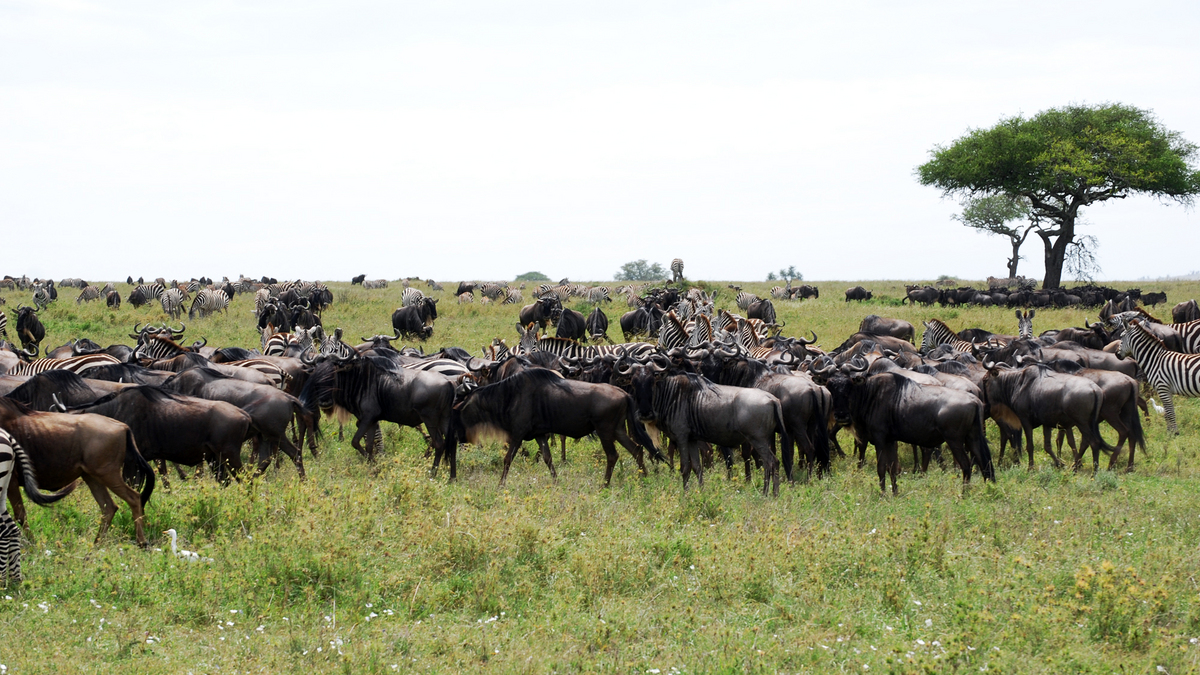 3-Day Fly In Kogatende / Mara River Extension (North Serengeti)