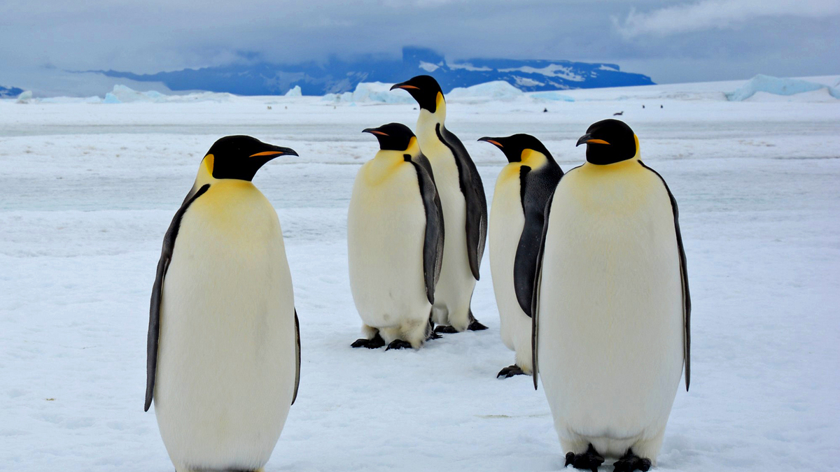 11-Day Emperor Penguin Voyage in the Weddell Sea