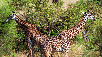 3-Day Tanzania Safari