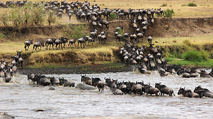 9-Day Tanzania Safari: Serengeti Grand Tour