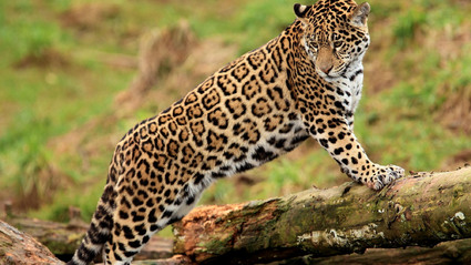 7-Day In the Footsteps of the Elusive Jaguar