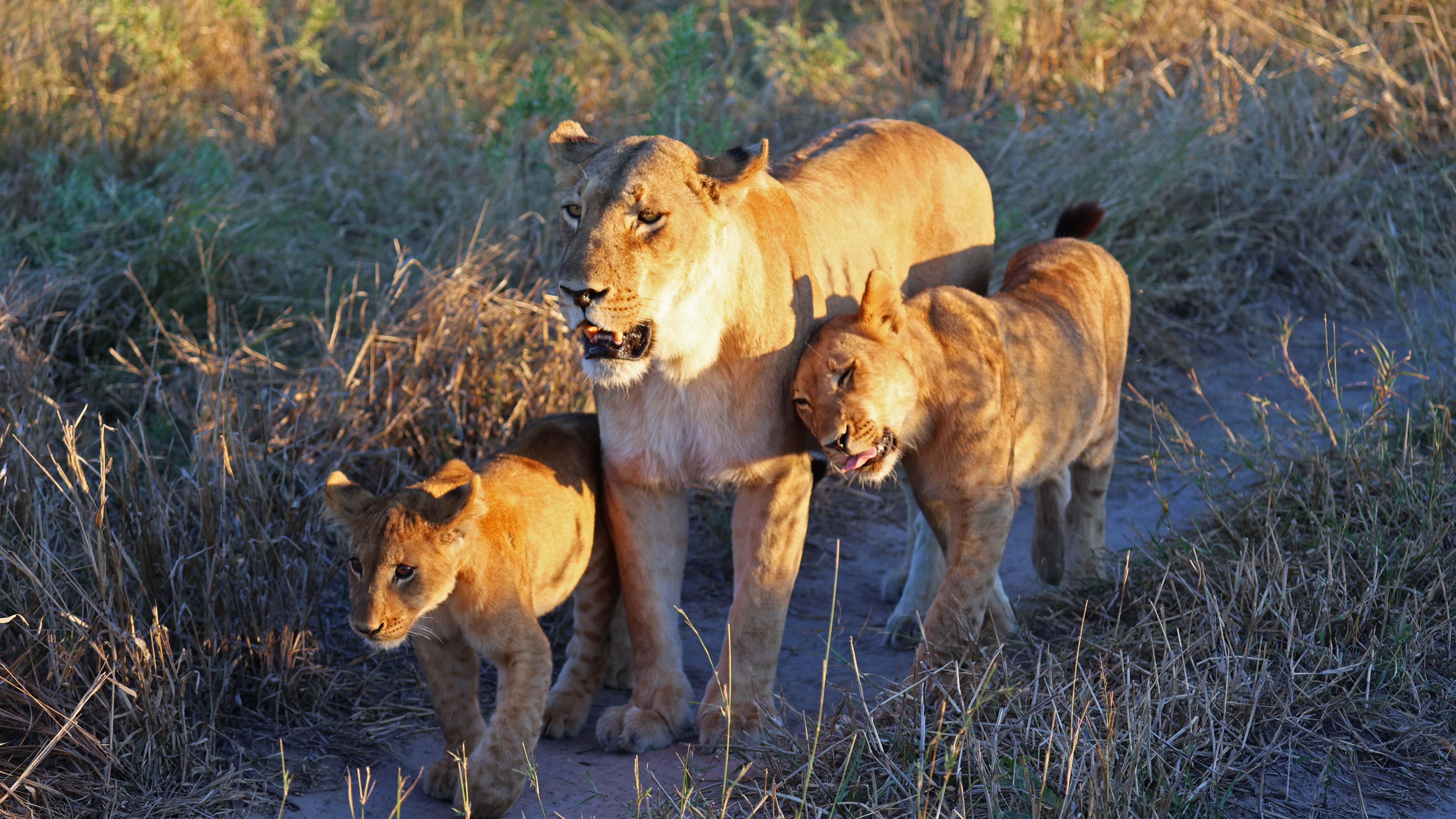 7-Day Kenya Group Safari with Masai Mara, Nakuru, Amboseli