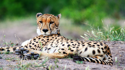 8-Day Grand South Africa Luxury Safari