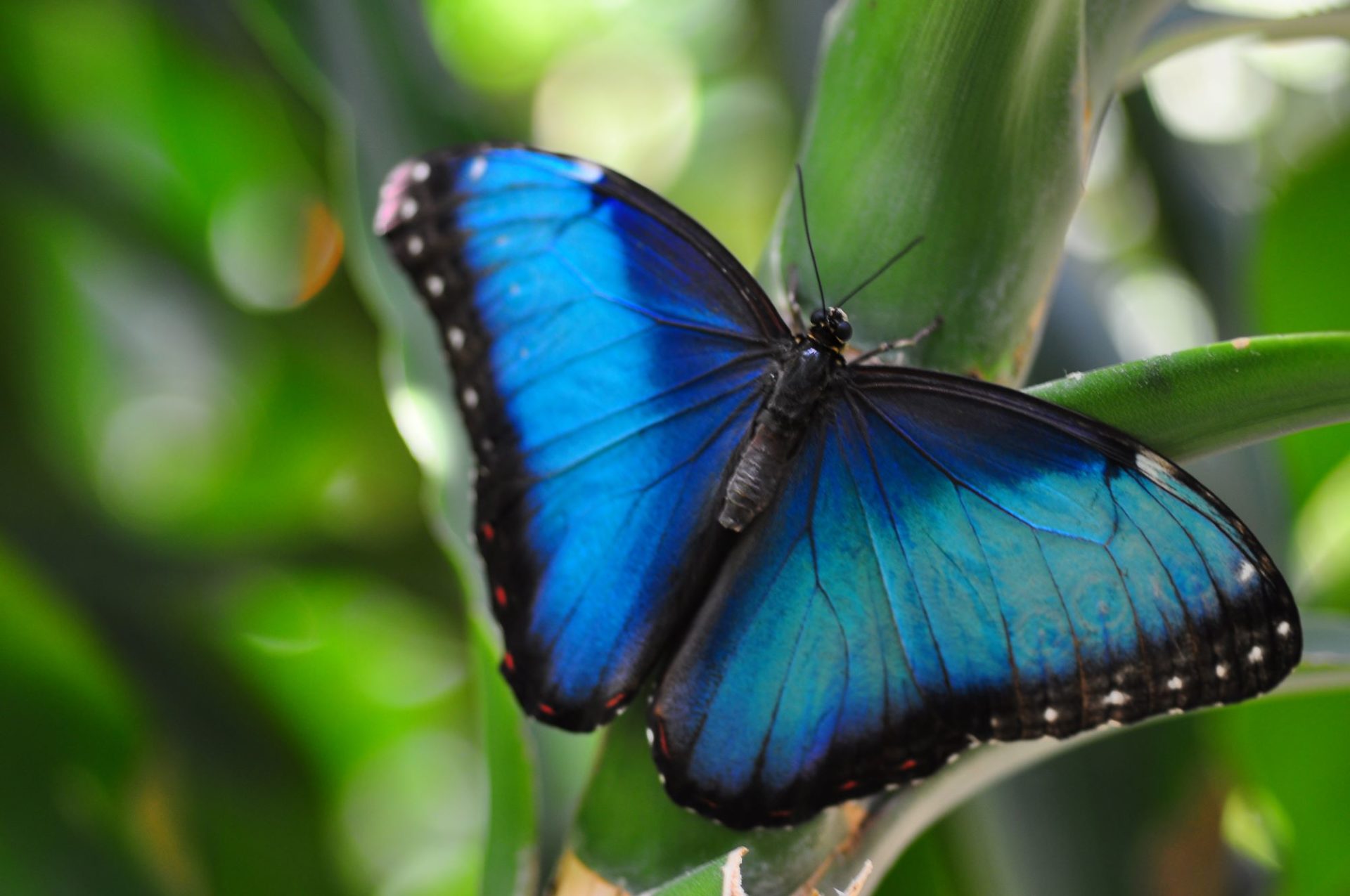 wp-content/uploads/itineraries/Costa-Rica/Day6OTGbutterflySelvatura.jpg