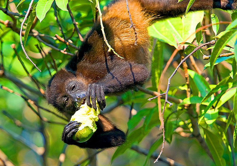 wp-content/uploads/itineraries/Costa-Rica/lagarta-lodge-monkey-1.jpg