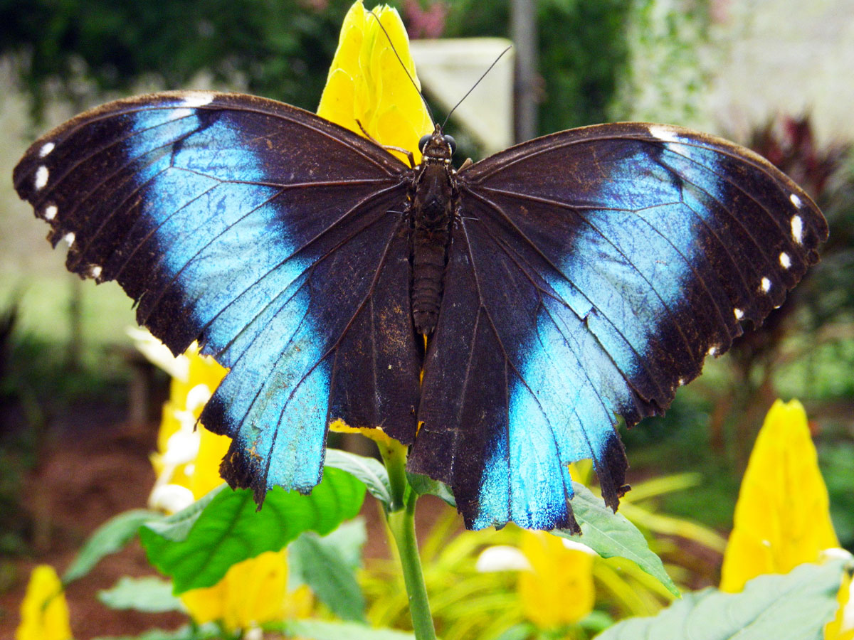 wp-content/uploads/itineraries/Ecuador/amazon-butterfly.jpg