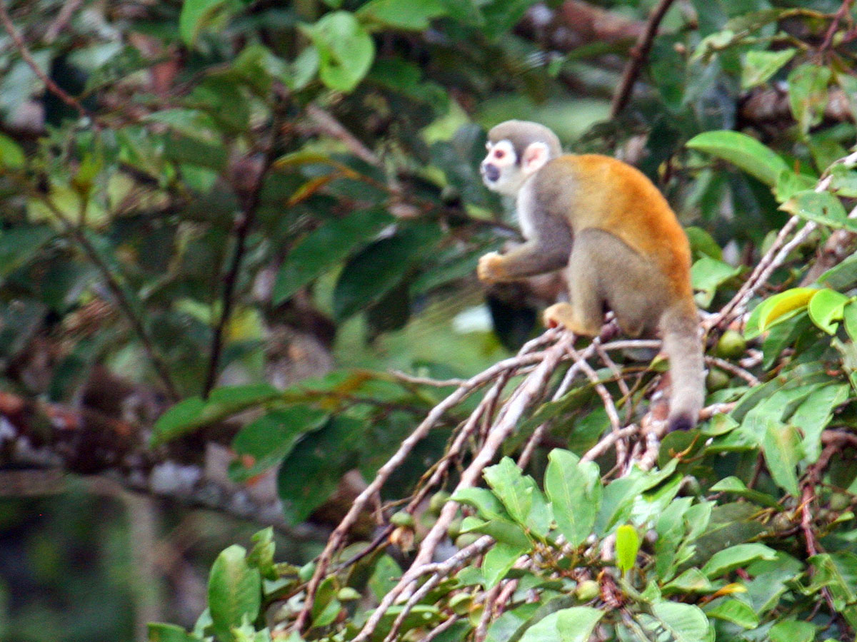 wp-content/uploads/itineraries/Ecuador/amazon-monkey.jpg