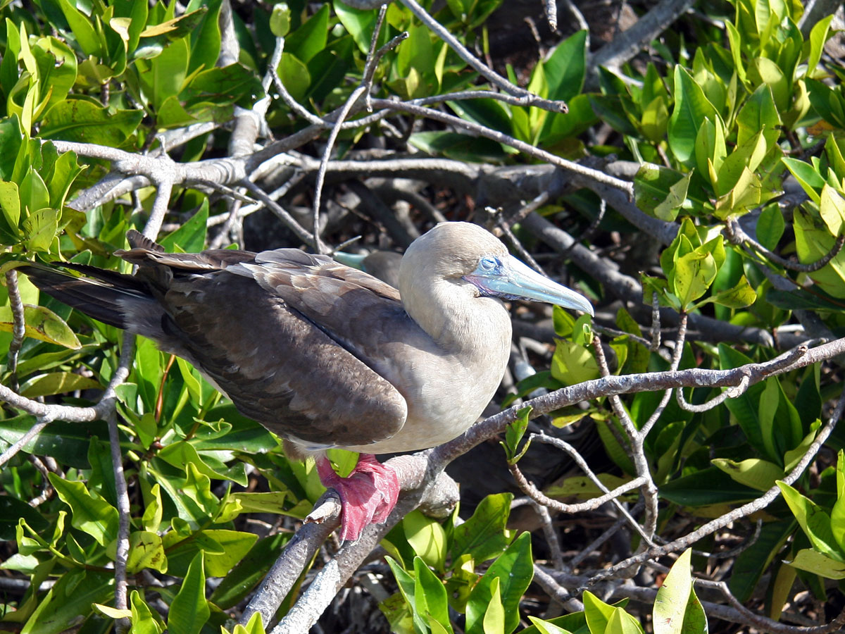 wp-content/uploads/itineraries/Galapagos/032210galapagos_darwinbay_redfootedboobie-(7).jpg