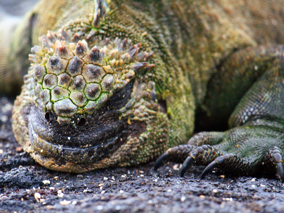 wp-content/uploads/itineraries/Galapagos/032310galapagos_espinosa_marineiguana.jpg