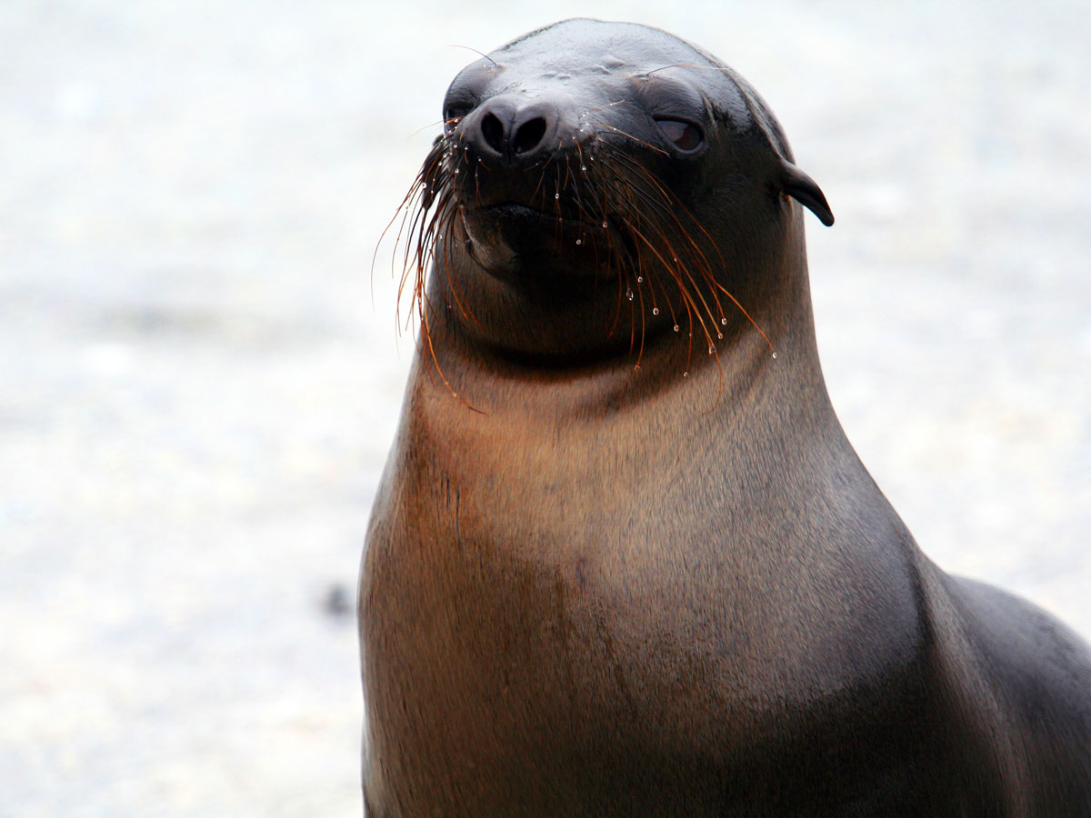 wp-content/uploads/itineraries/Galapagos/032310galapagos_espinosa_sealions-(11).jpg