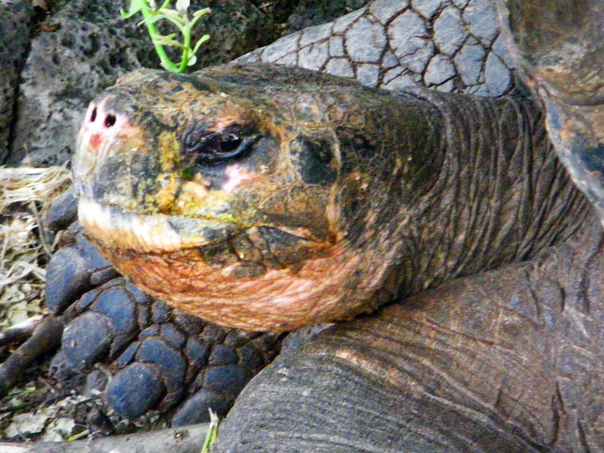 wp-content/uploads/itineraries/Galapagos/032610galapagos_charlesdarwin_tortoise-(5).jpg