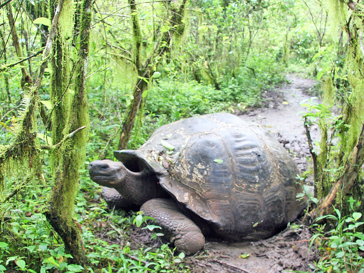 wp-content/uploads/itineraries/Galapagos/032610galapagos_santacruz_highlands_tortoise-(20).jpg