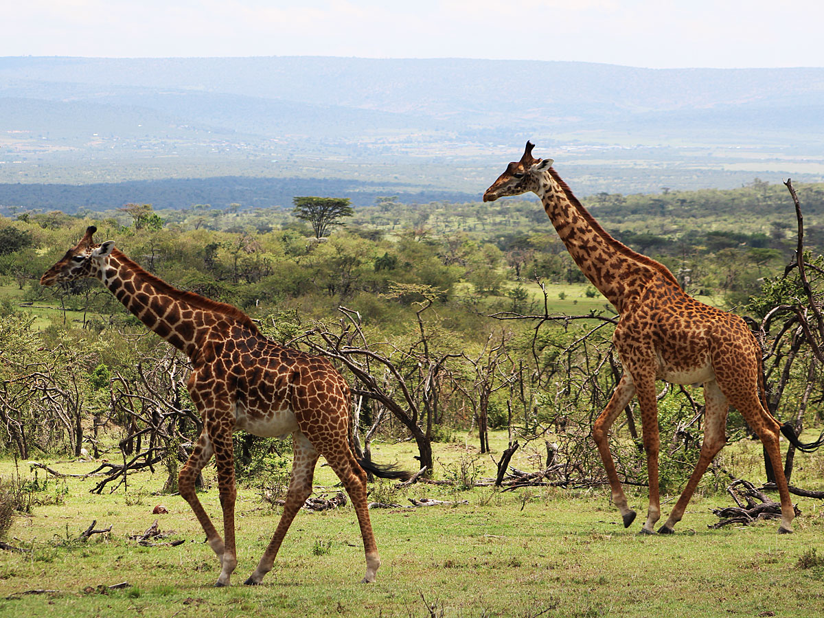 wp-content/uploads/itineraries/Kenya/masai-mara-giraffe-1.jpg