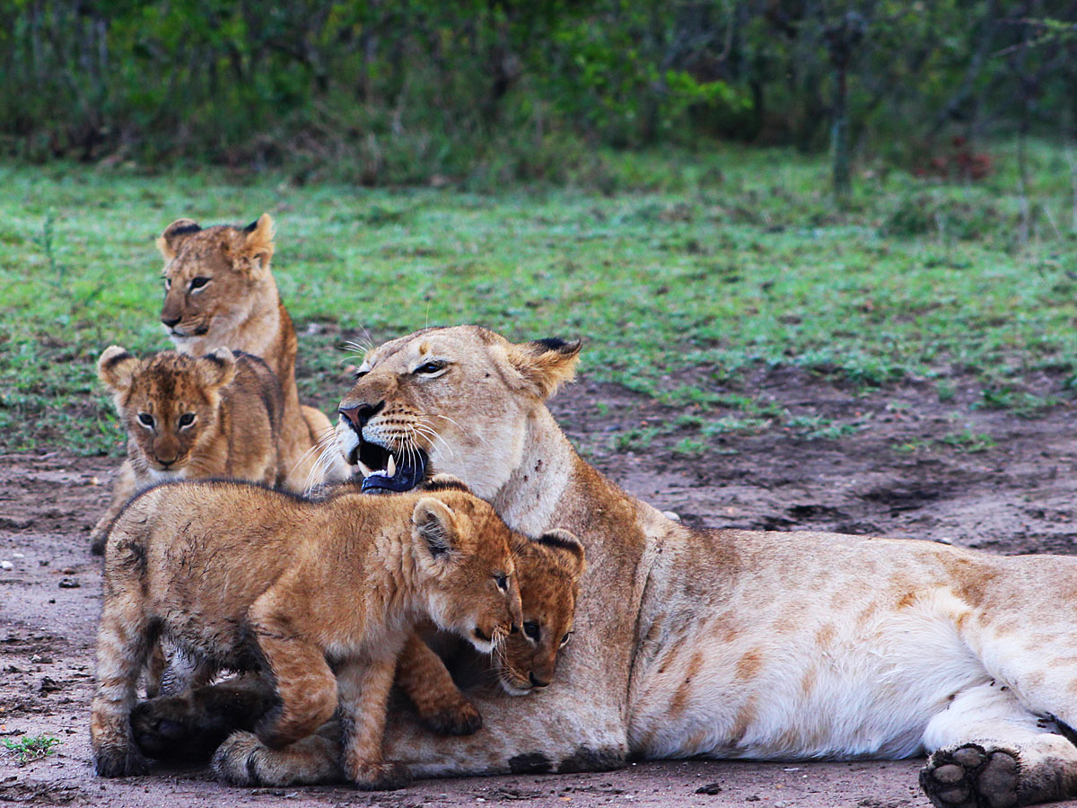wp-content/uploads/itineraries/Kenya/masai-mara-lion-1.jpg