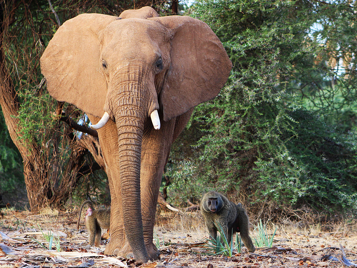 wp-content/uploads/itineraries/Kenya/samburu-elephant-baboon.jpg