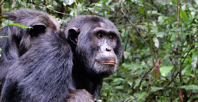 wp-content/uploads/itineraries/Uganda/chimpanzee-trekking-kibale.jpg