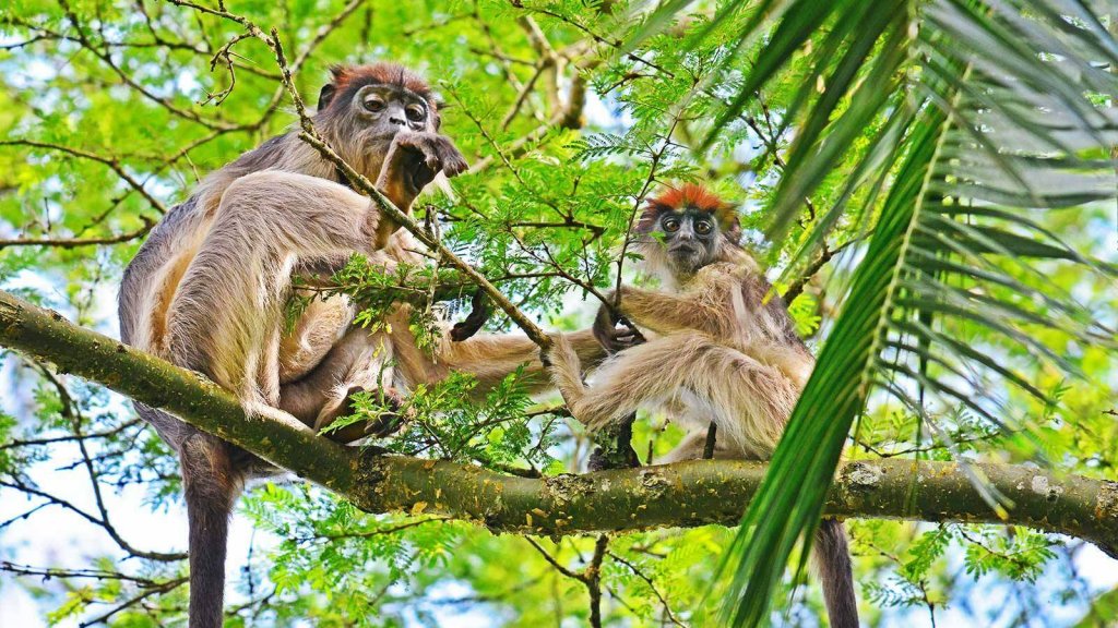 wp-content/uploads/lodging/Uganda/primate-lodge-kibale-red-colobus-1.jpg